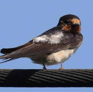 Barn Swallow