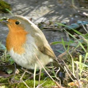 European Robin