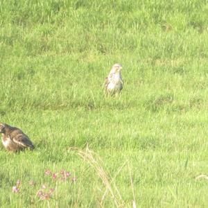 Common Buzzard