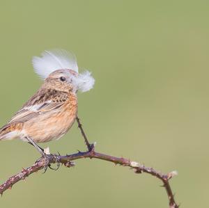 European stonechat