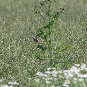 Eurasian Linnet