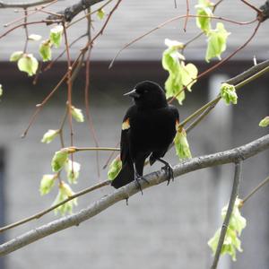 Red-winged Blackbird