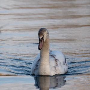 Mute Swan