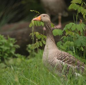 Greylag Goose