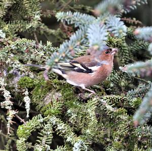 Eurasian Chaffinch