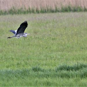 Grey Heron