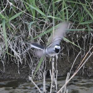 White Wagtail