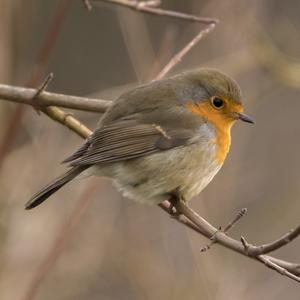 European Robin