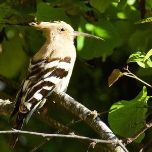 Eurasian Hoopoe