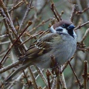 Eurasian Tree Sparrow