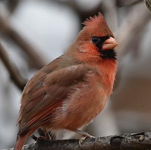 Northern Cardinal