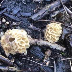 Yellow Morel