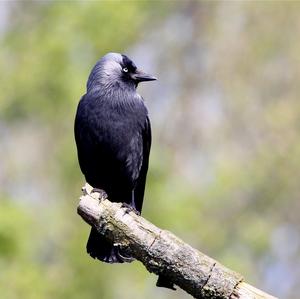 Eurasian Jackdaw