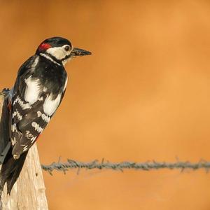 Great Spotted Woodpecker