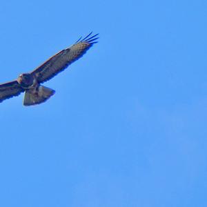 Common Buzzard