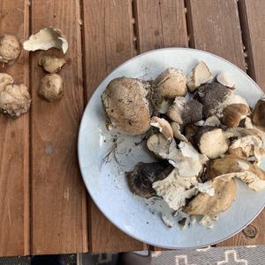 Summer Bolete