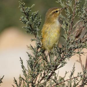 Common Chiffchaff