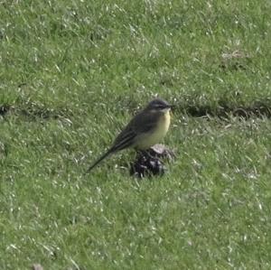 Yellow Wagtail