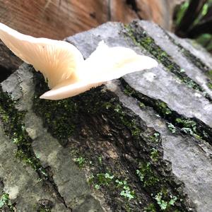 Oyster Mushroom