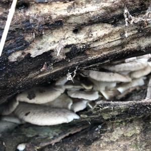 Oyster Mushroom