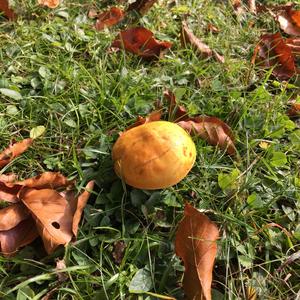 Larch Suillus