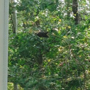 Pileated Woodpecker