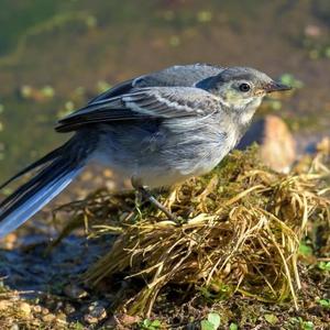 White Wagtail