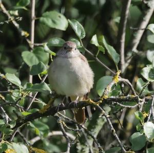 Common Nightingale