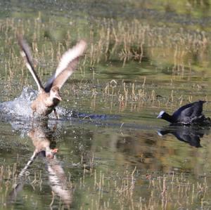 Red-crested Pochard