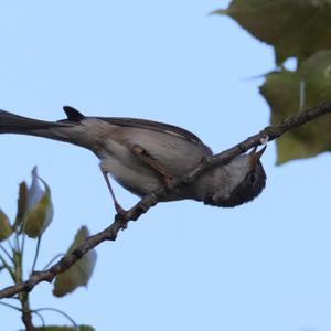 Common Whitethroat