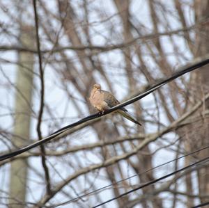 Mourning Dove