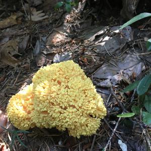 Yellow-brownish Coral