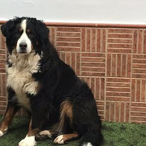 Bernese Mountain Dog