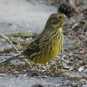 Yellowhammer