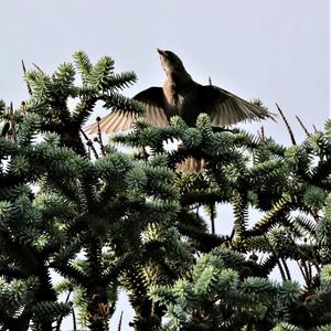 Common Starling