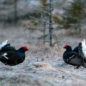 Black Grouse