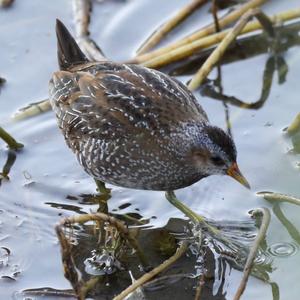 Spotted Crake