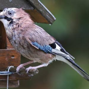 Eurasian Jay