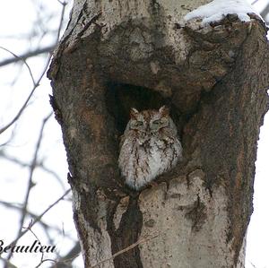 Western Screech-owl