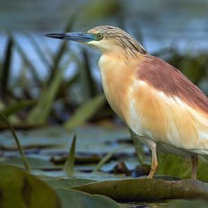 Squacco Heron