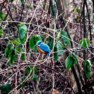 Common Kingfisher