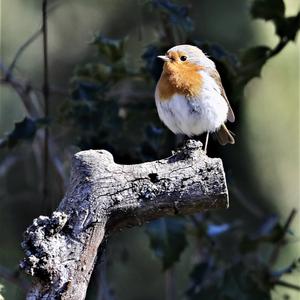 European Robin