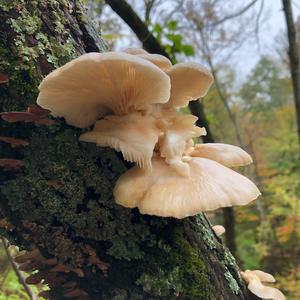 Oyster Mushroom