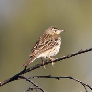 Tree Pipit