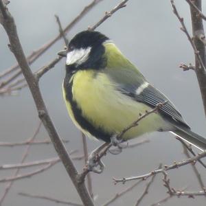 Great Tit