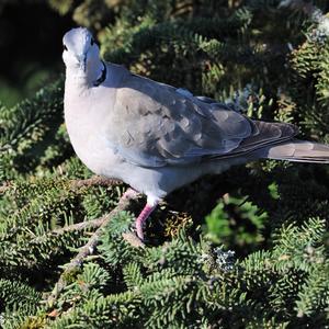 Eurasian Collared-dove