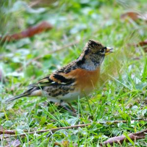 Brambling