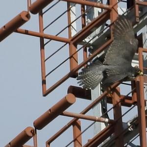 Peregrine Falcon