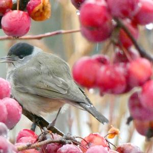 Blackcap