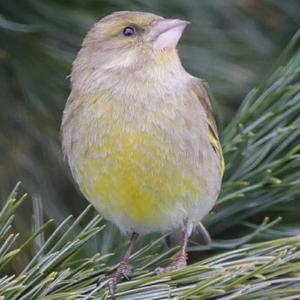 European Greenfinch